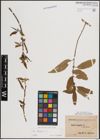 Foto von Salix fragilis L.